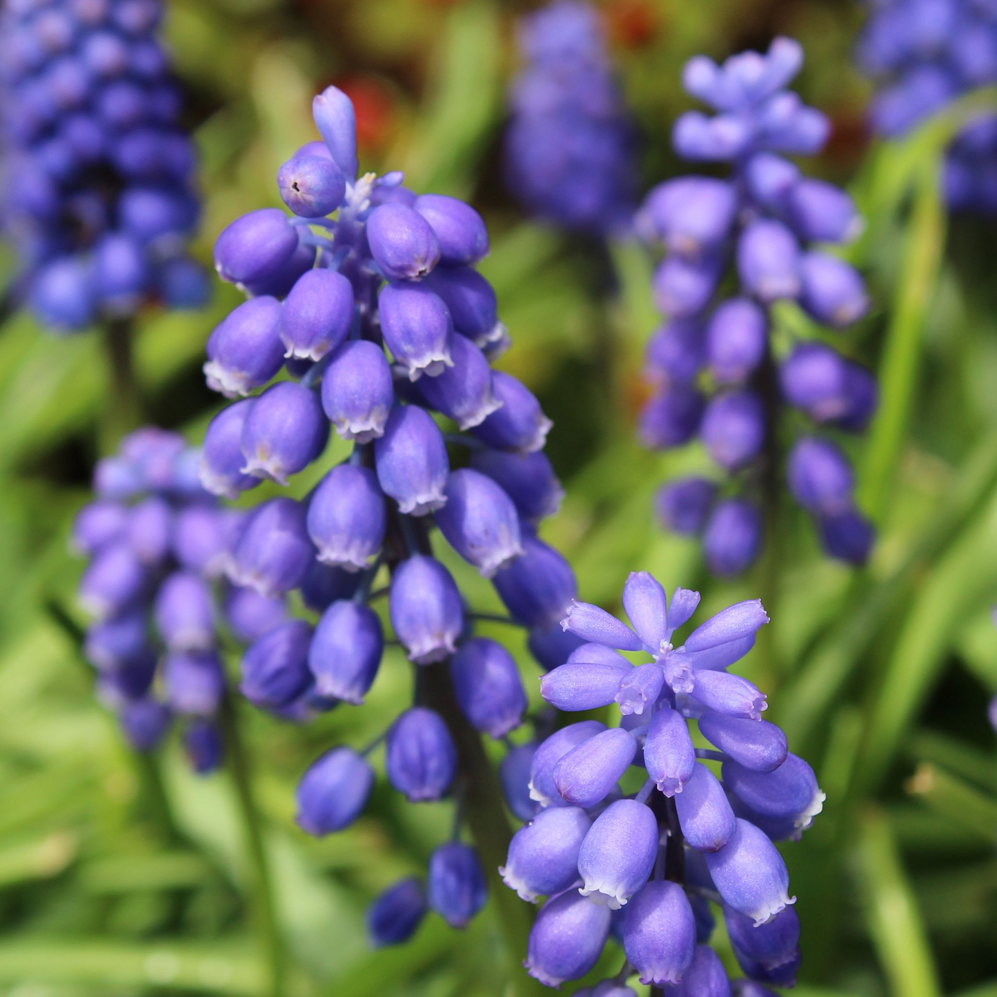 Muscari Blue Blends (40 Bulbs)