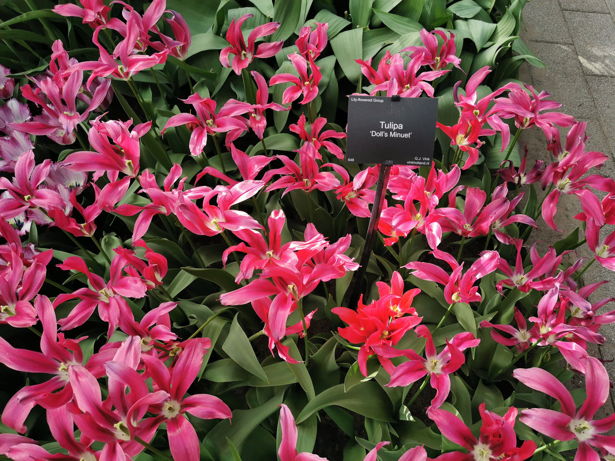 TULIP viridiflora Dolls Minuet 10/11cm - 10 Bulbs