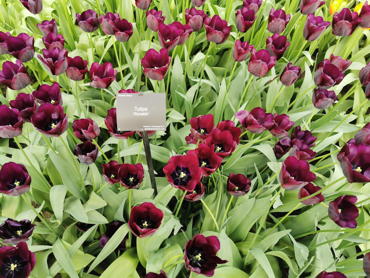 TULIP Ronaldo 10/11cm - 10 Bulbs