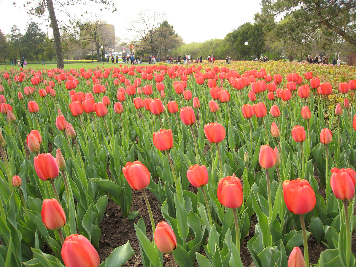TULIP Apeldoorn 10/11cm - 10 Bulbs