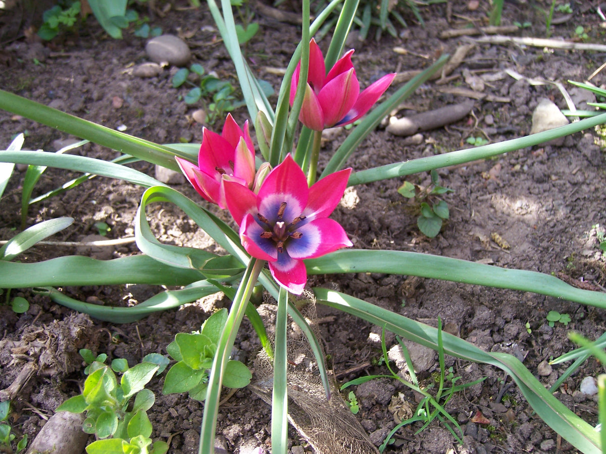 TULIP species Little Beauty 6/7cm - 10 Bulbs