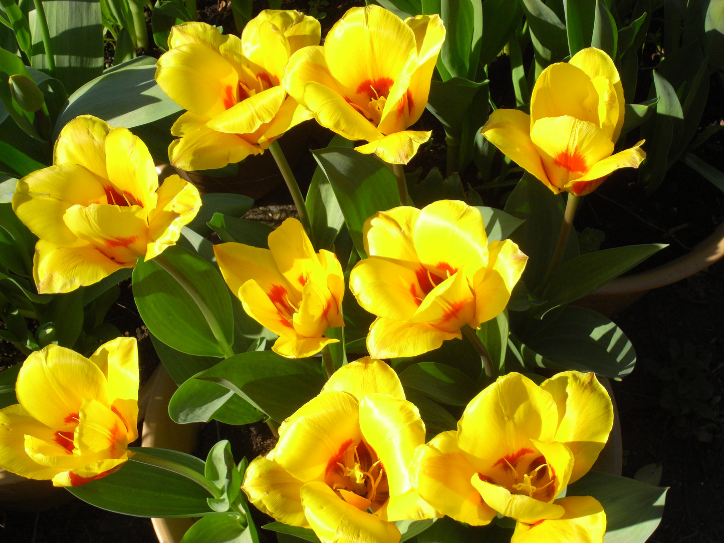 TULIP Rockery Stresa 10/11cm - 10 Bulbs