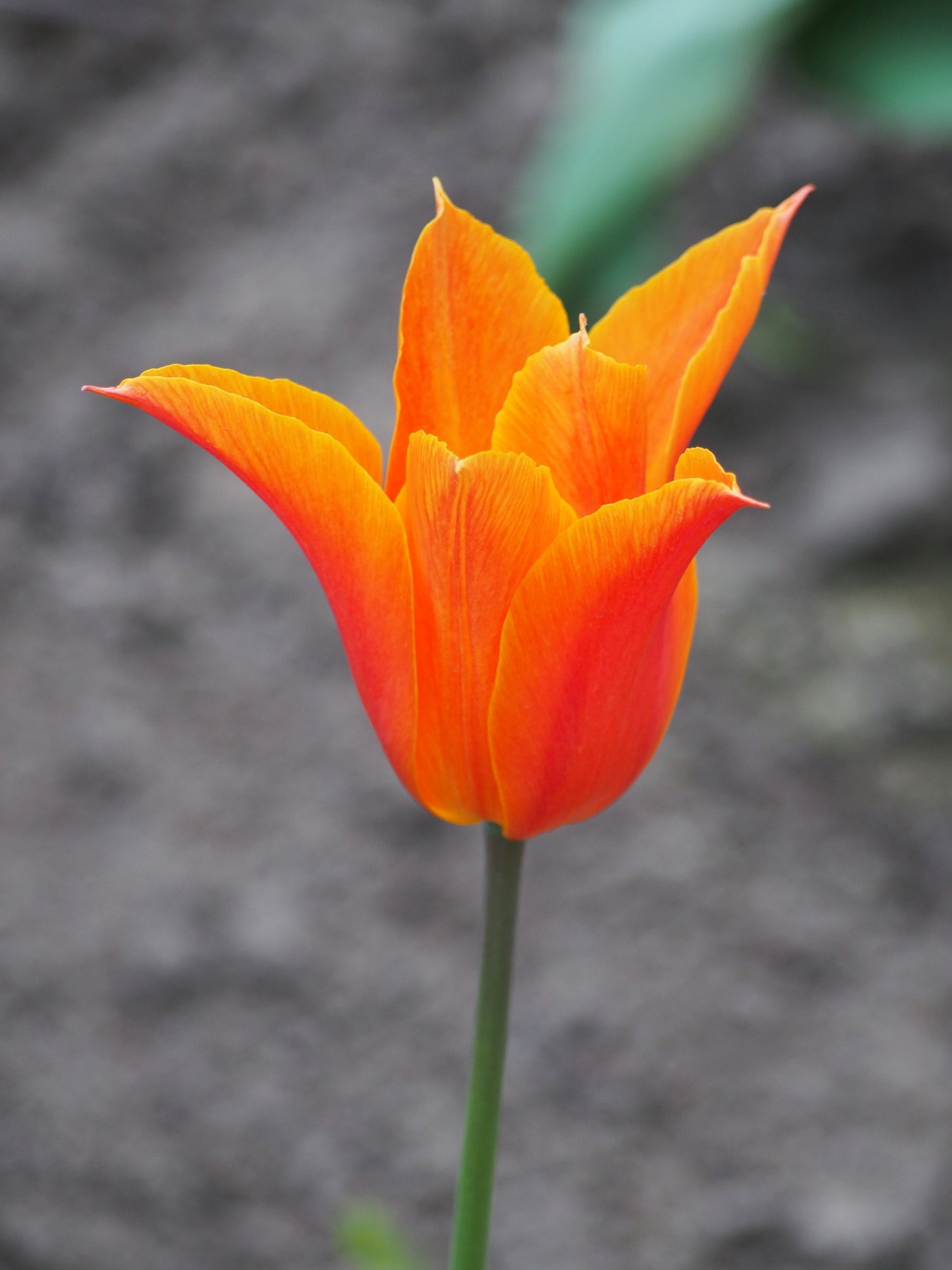 TULIP Lily Flowered Ballerina 10/11cm - 10 Bulbs