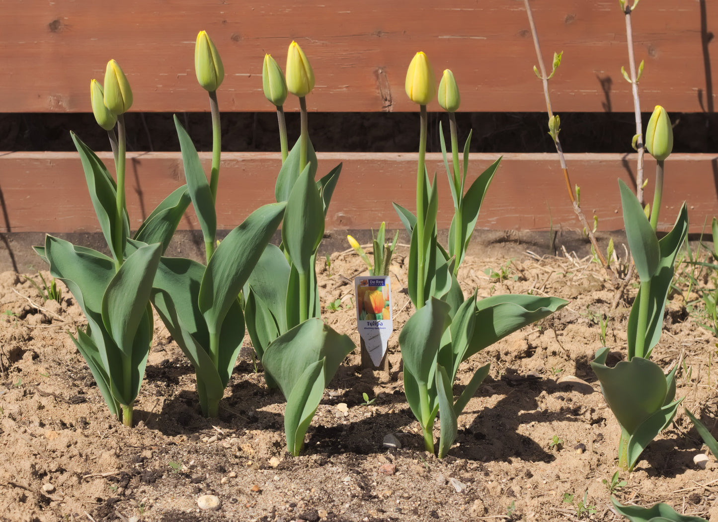 TULIP Blushing Apeldoorn 10/11cm - 10 Bulbs