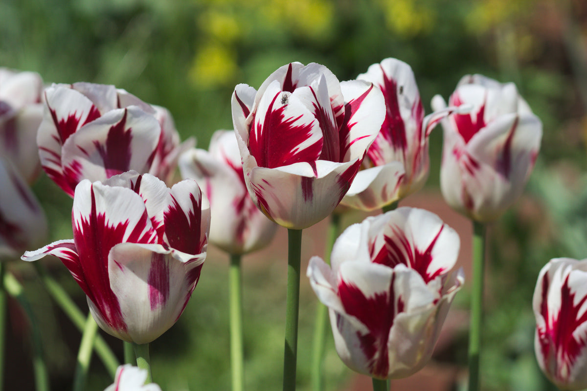 TULIP Grand Perfection 10/11cm - 10 Bulbs
