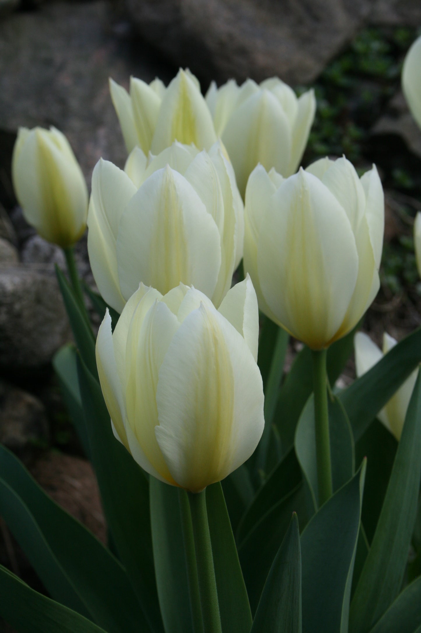 TULIP Purissima 10/11cm - 10 Bulbs