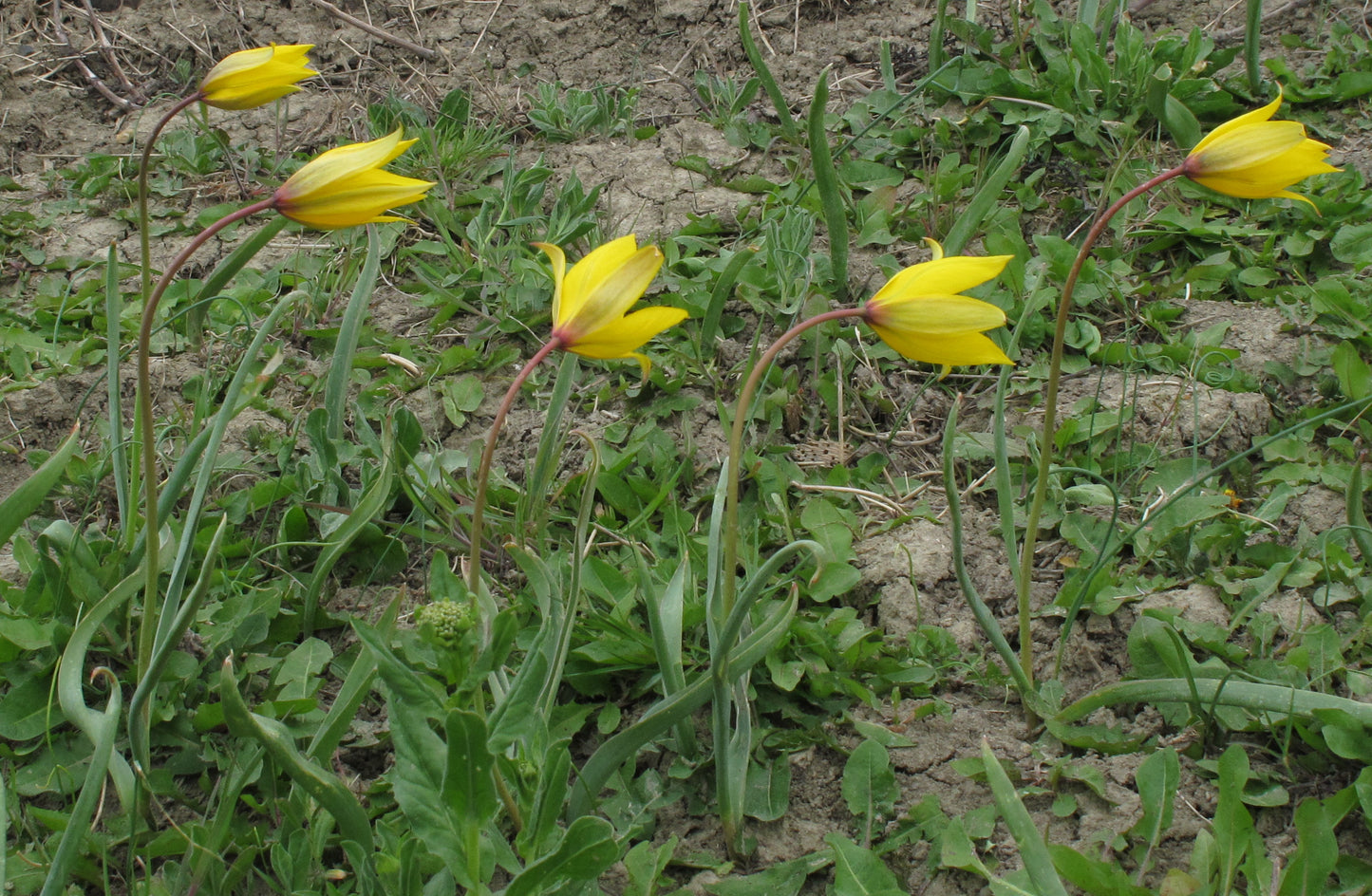 TULIP species sylvestris 4/5cm - 10 Bulbs