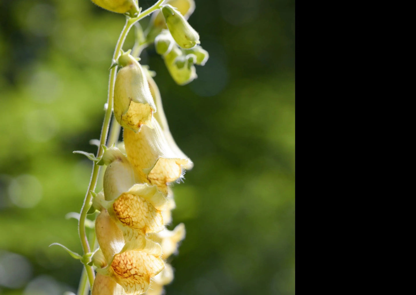 Foxglove Primrose Yellow