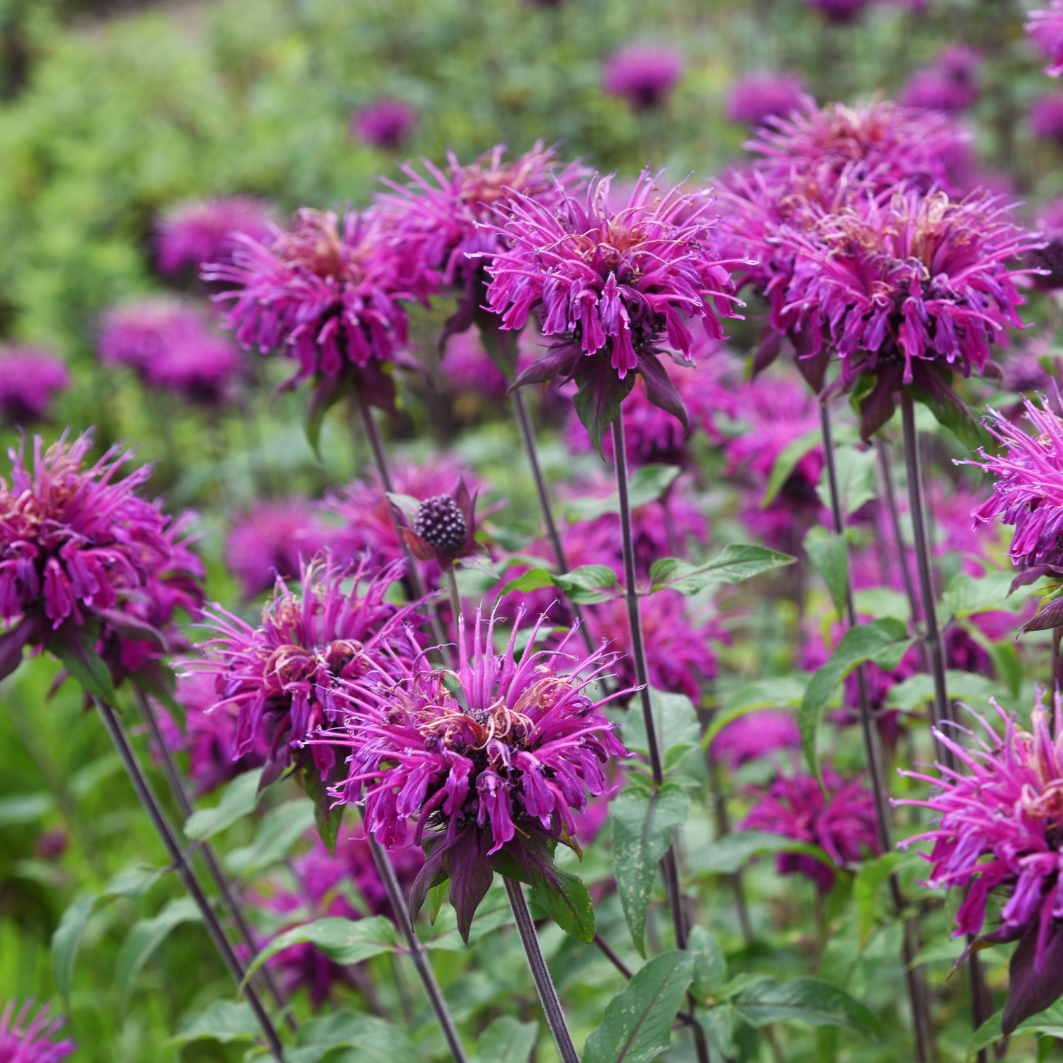 Monarda didyma Mixed (Bee Balm/Bergamot)