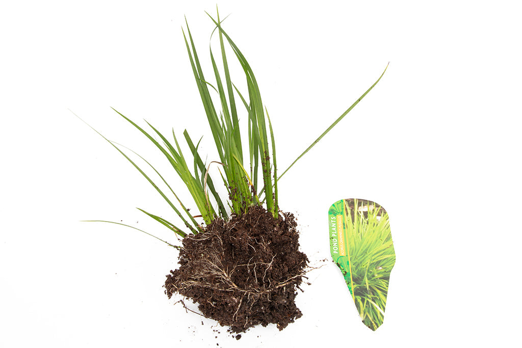 Acorus gramineus Pusillus - MP005 Packs