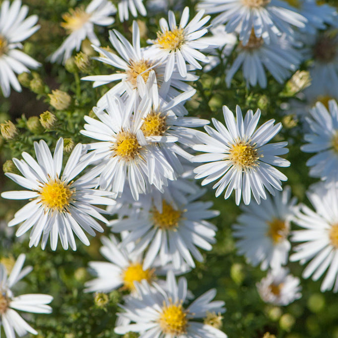 Aster dumosus White - 9cm pot