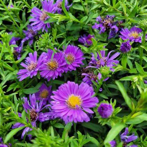 Aster dumosus 'Alpha Purple Rocket' - 9cm pot