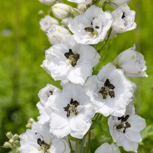 1 x DELPHINIUM Delphina White Black Bee - 9cm Pot