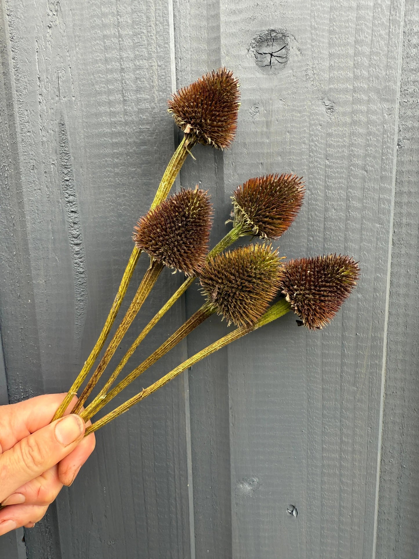 Echinacea Cones Dried