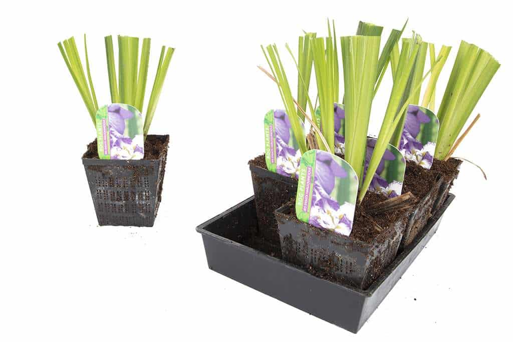 Iris ensata 'Harlequinesque' - Marginal Pond Plants - BP063