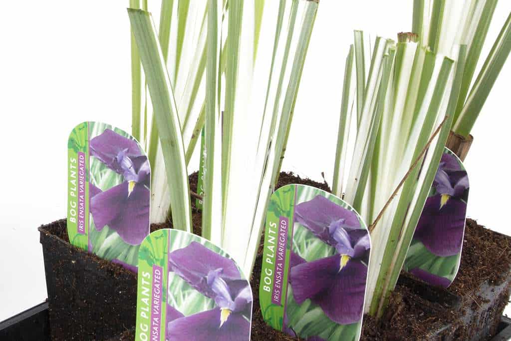 Iris ensata ‘Variegata’ - Marginal Pond Plants - BP050