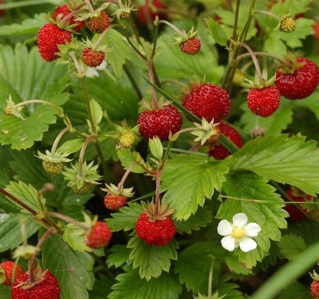 Fragaria Vesca Alexandra - 9cm Pot