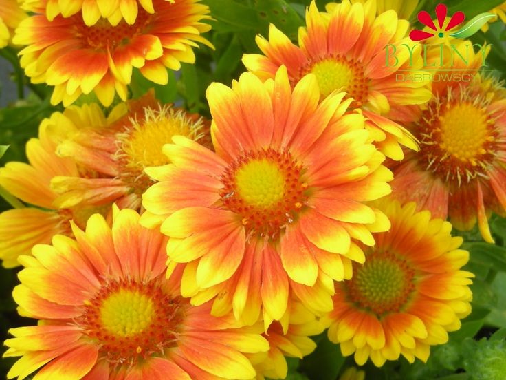 1 x GAILLARDIA African Sunset - 9cm Pot
