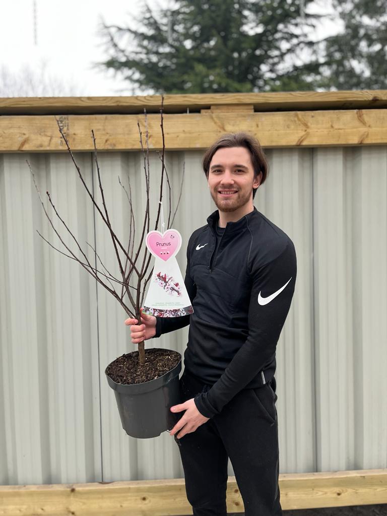 Ornamental Flowering Cherry Blossom Tree - 'Cistena'