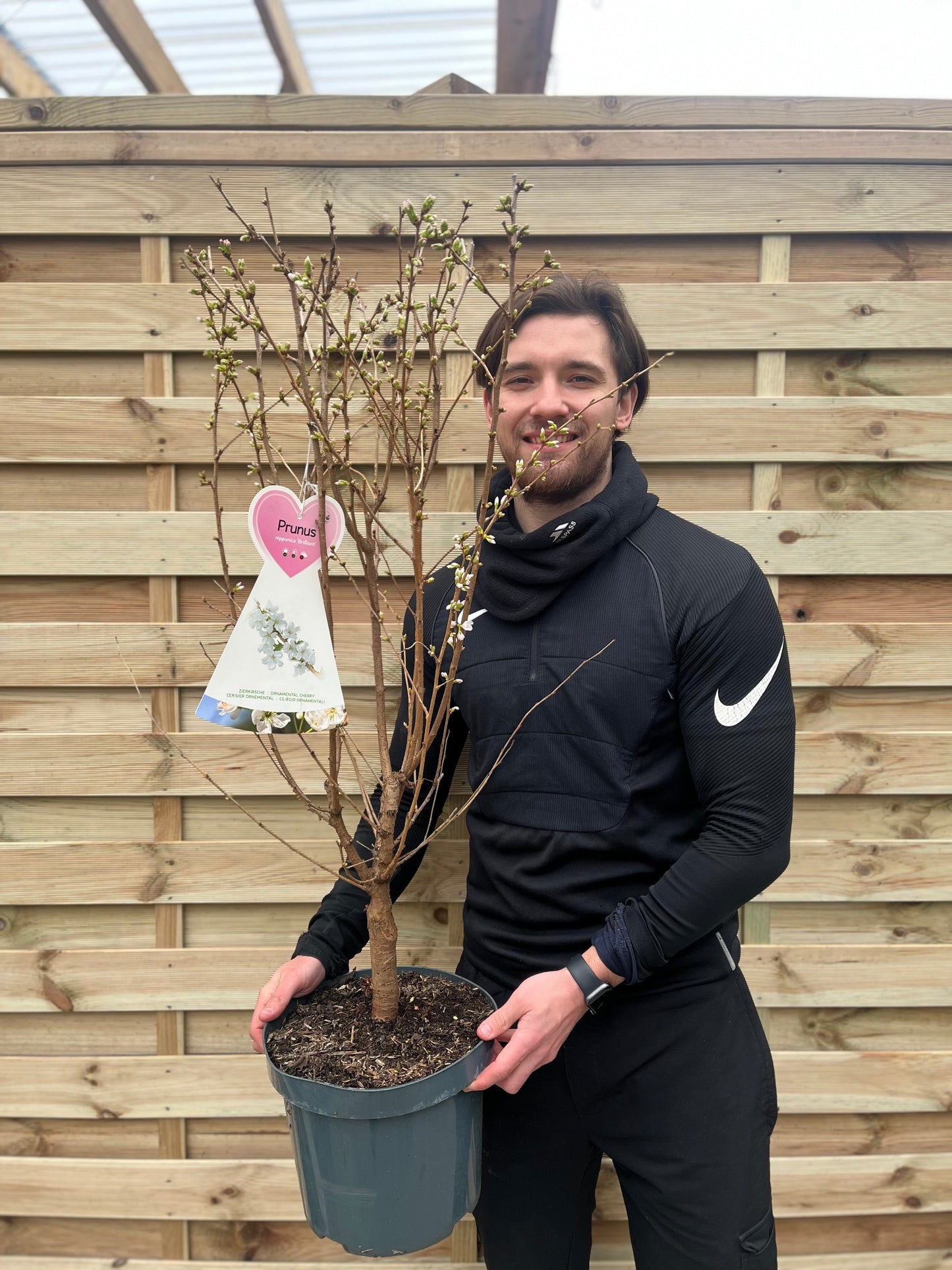 Ornamental Flowering Cherry Blossom Tree - Nipponica ‘Brilliant' 7.5L 1m