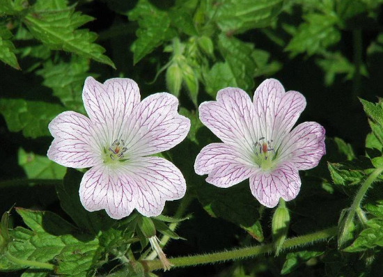 GERANIUM x oxanianum Katherine Adele - 9cm pot