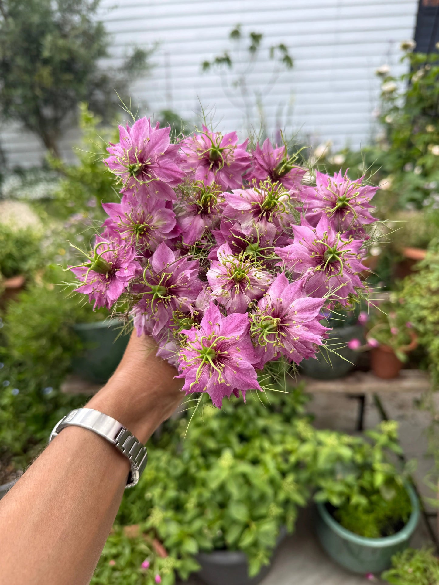 Nigella Mulberry Rose (Love-in-a-mist)
