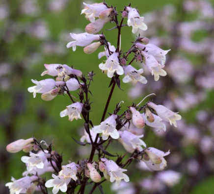 PENSTEMON Onyx and Pearls - 9cm pot