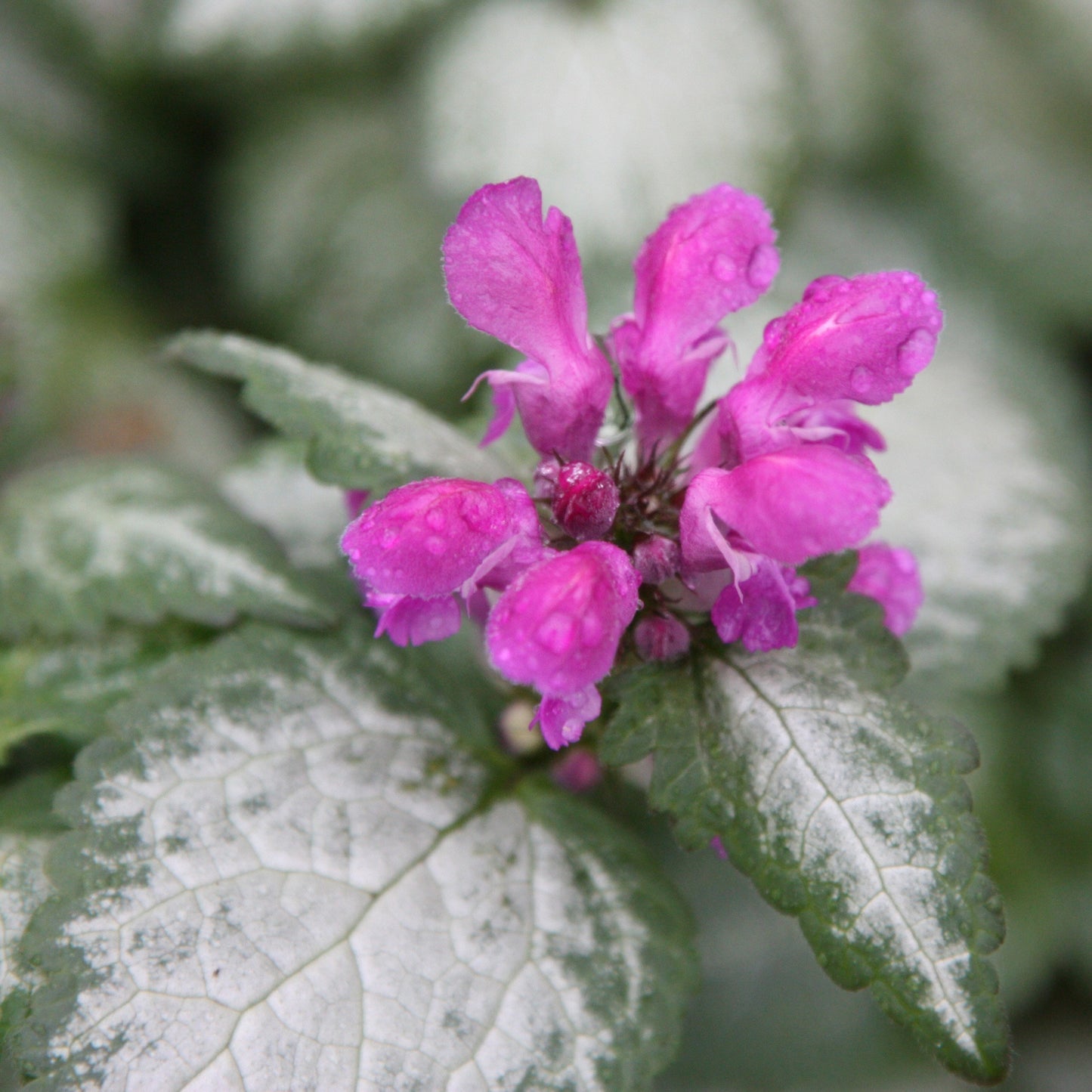 LAMIUM maculatum Beacon Silver - 9cm pot