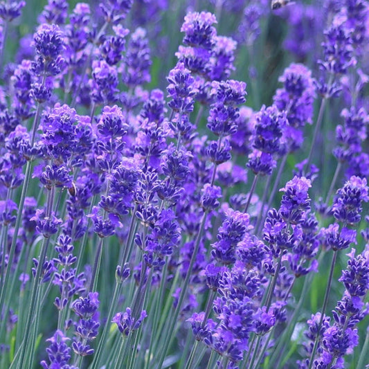 LAVANDULA angustifolia Munstead - 9cm Pot