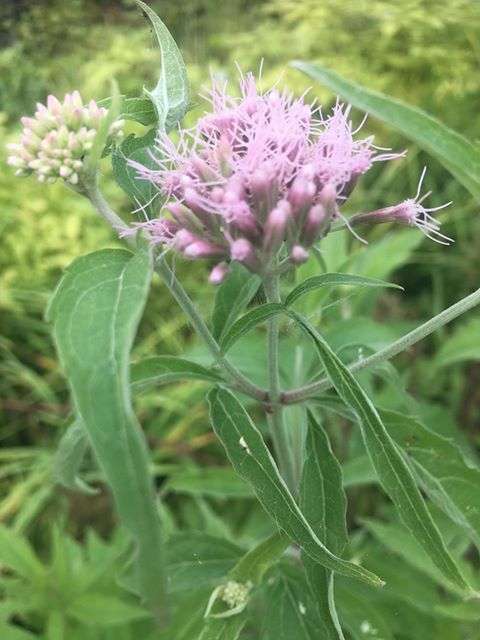 Eupatorium cannabinum (Hemp agrimony) - BP038 Packs