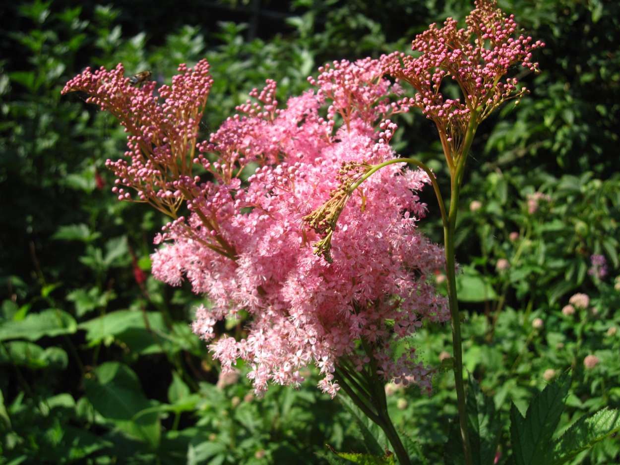 Filipendula rubra 'Venusta Magnifica' - Marginal Pond Plants - BP039
