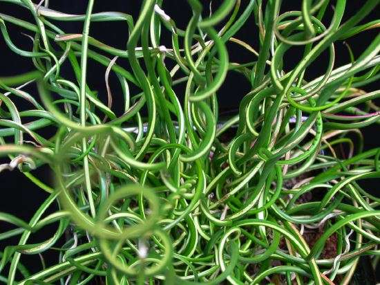 Juncus effusus var. spiralis (Corkscrew rush) - Marginal Pond Plants - MP065