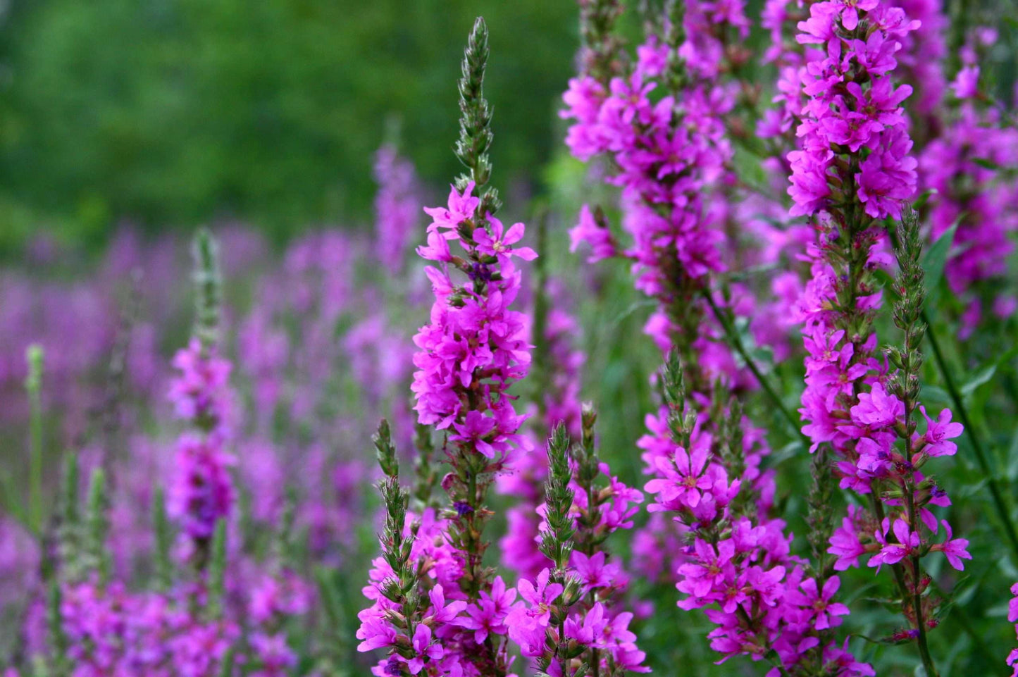 Lincolnshire Pond Plants Bee Marginal 8 Pack Potted - BF802