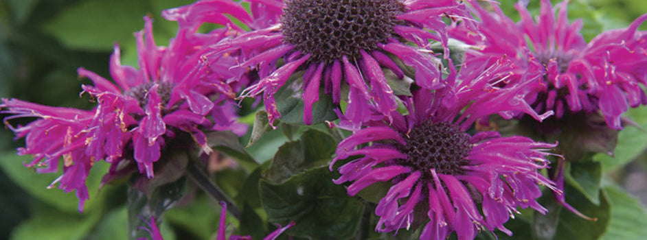 Monarda Bee-True - Marginal Pond Plants - BP085