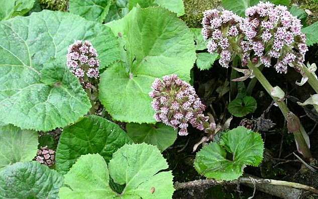 Petasites Japonicus Giganteus - Marginal Pond Plants - MP089B