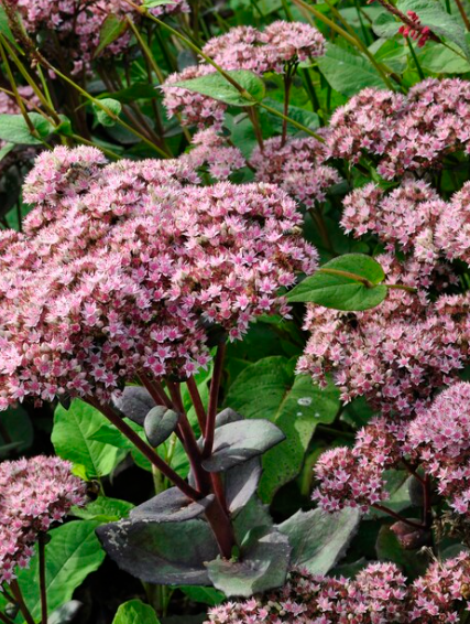 1 x SEDUM telephium Matrona - 9cm Pot