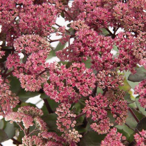 Sedum 'Seduction Rose Charm' - 9cm pot