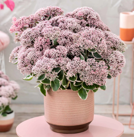 SEDUM telephium Seduction La Vie en Rose - 9cm pot