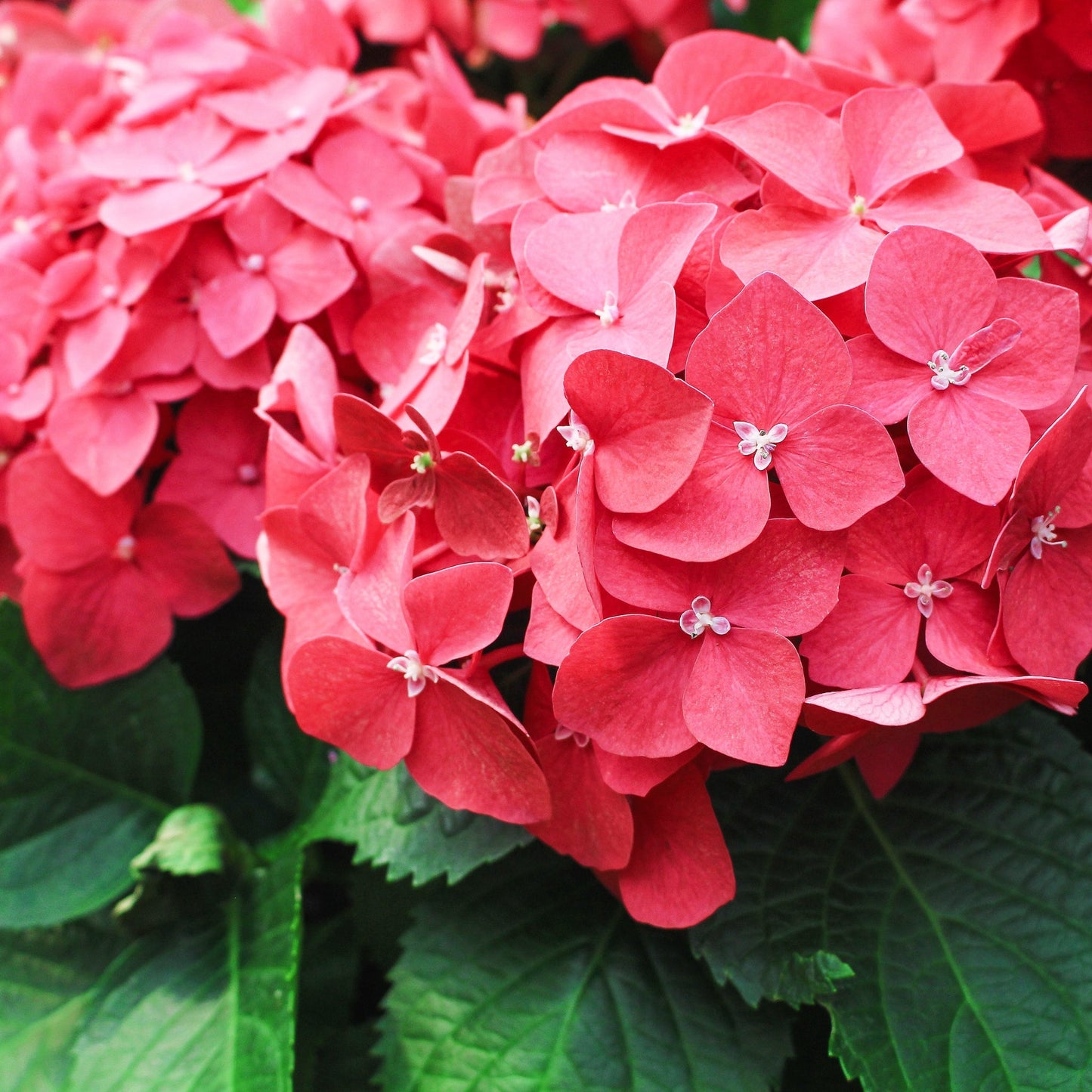 Hydrangea macrophylla 'Red Ball' ( 4 Sizes available)