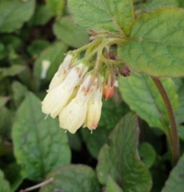 Symphytum grandiflorum - 9cm pot
