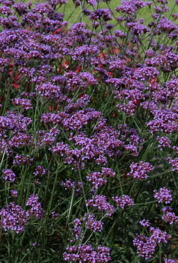 VERBENA bonariensis Bonnie Blue - 9cm pot