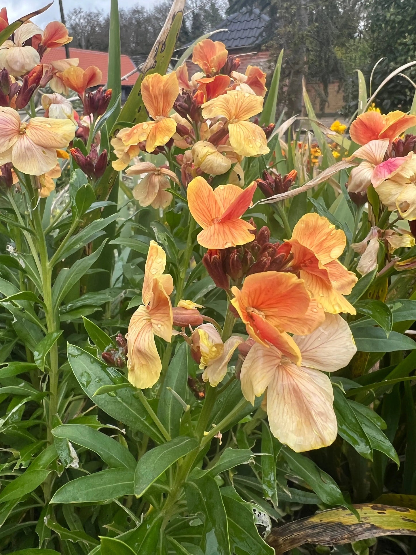 Wallflower Fair Lady