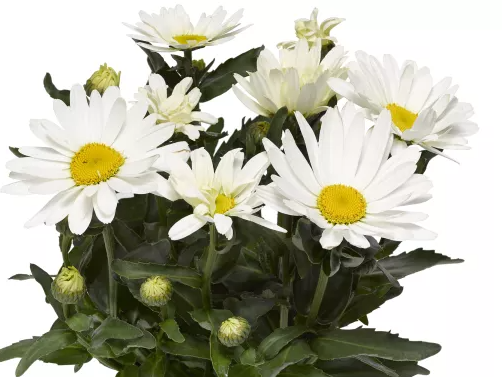 LEUCANTHEMUM maximum Western Star Libra - 9cm pot