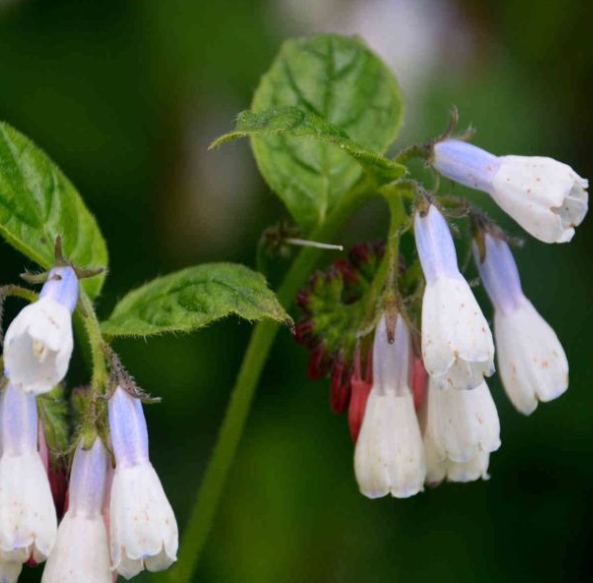 SYMPHYTUM grandiflorum Wisley Blue - 9cm pot