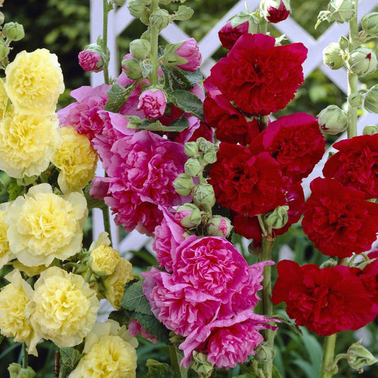 ALCEA rosea plena Chater's Rose - 9cm pot