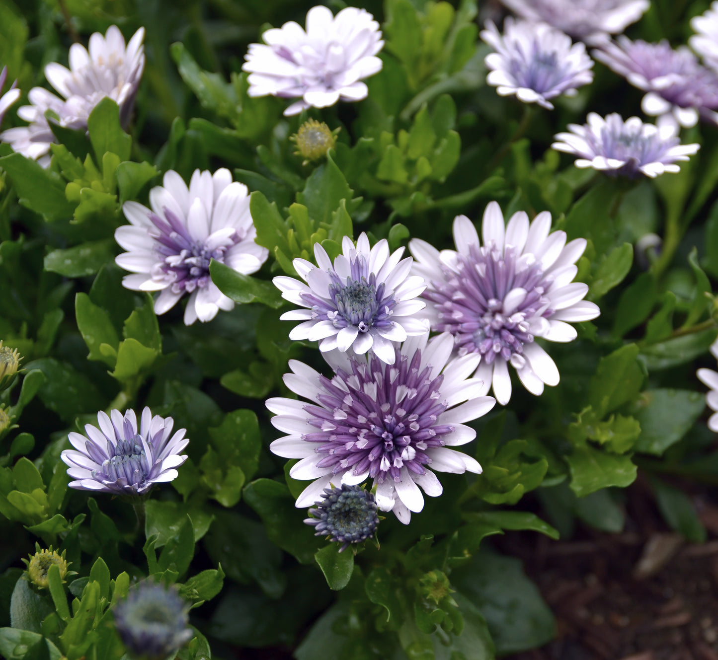 OSTEOSPERMUM 3D Steel Blue - 9cm pot