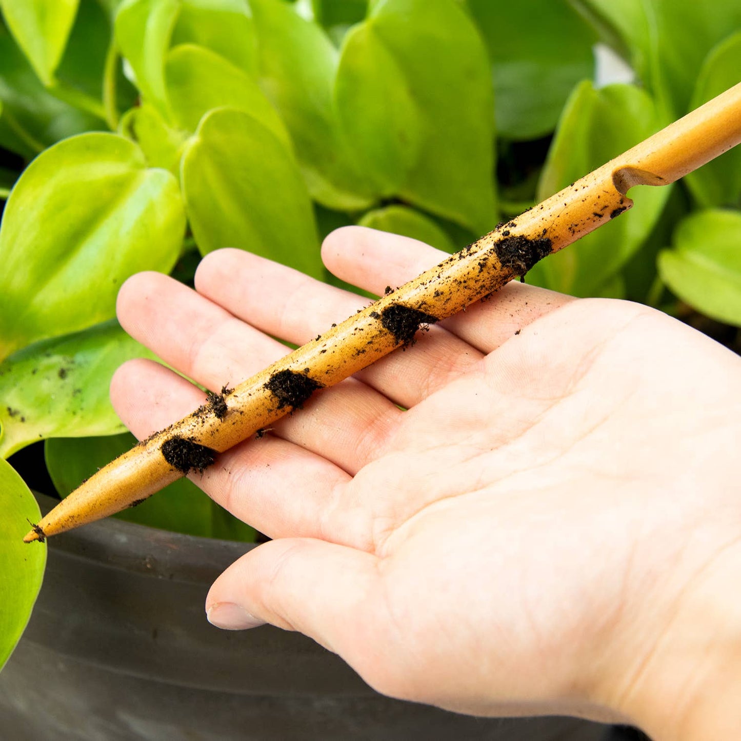 The Soil Checker - wooden soil probe to check soil moisture