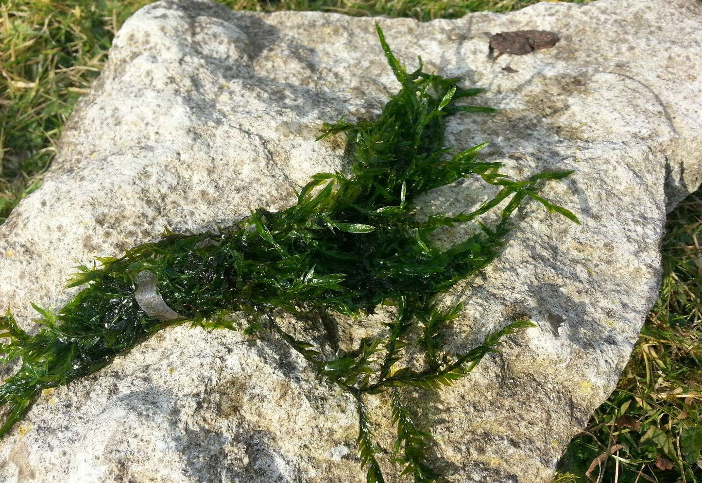 Fontinalis (Willow Moss) - 1 - 50 Bunches / Oxygenating Pond Water Plants - Weighted - OX007