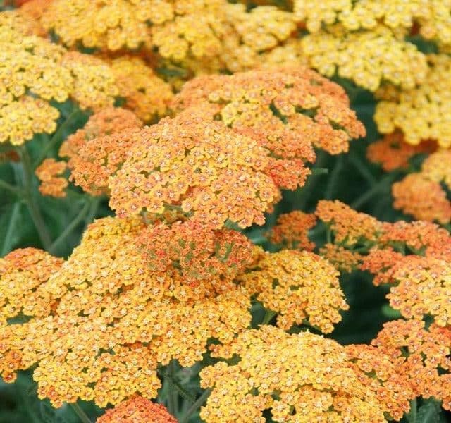 1 x Achillea Desert Eve Terracotta - 9cm Pot