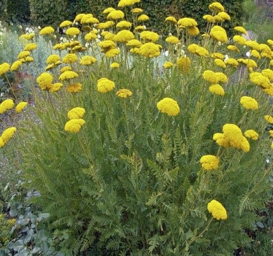 1 x Achillea Filipendulina Cloth of Gold - 9cm Pot